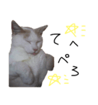 またこの日常（個別スタンプ：4）
