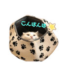 めかぶとたらこ（個別スタンプ：4）