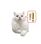めかぶとたらこ（個別スタンプ：5）