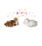 めかぶとたらこ（個別スタンプ：24）