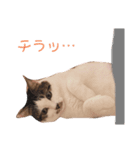 ディオたん（個別スタンプ：1）