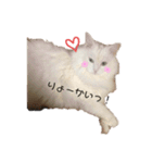 まめまり（個別スタンプ：5）