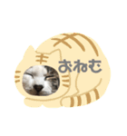 白キジトラのウルちゃん（個別スタンプ：12）