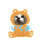 白キジトラのウルちゃん（個別スタンプ：13）