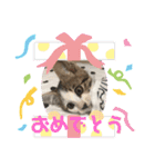 白キジトラのウルちゃん（個別スタンプ：14）