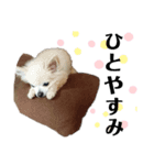 我が家の子供たち2019（個別スタンプ：5）