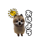 キュートなポン太（個別スタンプ：3）