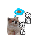 キュートなポン太（個別スタンプ：6）