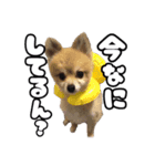 キュートなポン太（個別スタンプ：7）