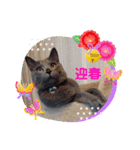 ニャンコ4☆ワンコ1♡（個別スタンプ：11）