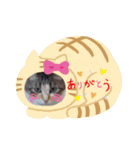 ニャンコ4☆ワンコ1♡（個別スタンプ：19）