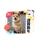ニャンコ4☆ワンコ1♡（個別スタンプ：20）