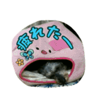 くぅちゃんスタンプ(1)（個別スタンプ：2）