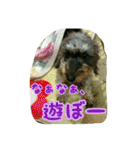 くぅちゃんスタンプ(1)（個別スタンプ：4）