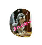 くぅちゃんスタンプ(1)（個別スタンプ：5）