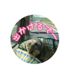 くぅちゃんスタンプ(1)（個別スタンプ：8）