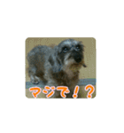 くぅちゃんスタンプ(1)（個別スタンプ：9）