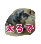 くぅちゃんスタンプ(1)（個別スタンプ：11）