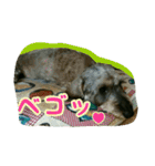 くぅちゃんスタンプ(1)（個別スタンプ：14）