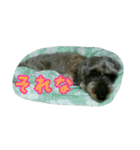 くぅちゃんスタンプ(1)（個別スタンプ：15）