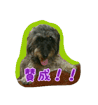 くぅちゃんスタンプ(1)（個別スタンプ：18）