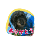 くぅちゃんスタンプ(1)（個別スタンプ：21）
