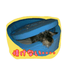 くぅちゃんスタンプ(1)（個別スタンプ：22）
