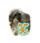 くぅちゃんスタンプ(1)（個別スタンプ：26）