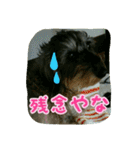 くぅちゃんスタンプ(1)（個別スタンプ：35）