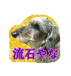 くぅちゃんスタンプ(1)（個別スタンプ：38）