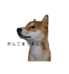 従順な柴犬（個別スタンプ：2）