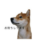 従順な柴犬（個別スタンプ：4）