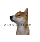 従順な柴犬（個別スタンプ：7）