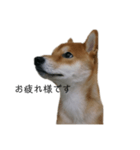 従順な柴犬（個別スタンプ：9）