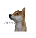 従順な柴犬（個別スタンプ：10）