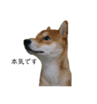 従順な柴犬（個別スタンプ：12）