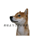 従順な柴犬（個別スタンプ：14）