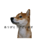 従順な柴犬（個別スタンプ：15）