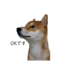 従順な柴犬（個別スタンプ：16）