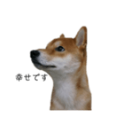 従順な柴犬（個別スタンプ：17）