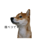 従順な柴犬（個別スタンプ：18）