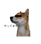 従順な柴犬（個別スタンプ：19）