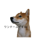 従順な柴犬（個別スタンプ：21）