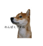 従順な柴犬（個別スタンプ：23）