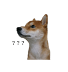 従順な柴犬（個別スタンプ：24）