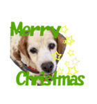 保護犬よりクリスマスと新年のご挨拶（個別スタンプ：1）