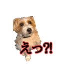 アーサー君の可笑しな毎日（個別スタンプ：13）