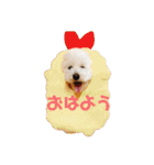 トイプードル 白(ゆず)（個別スタンプ：1）