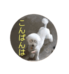 トイプードル 白(ゆず)（個別スタンプ：2）