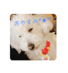 トイプードル 白(ゆず)（個別スタンプ：3）
